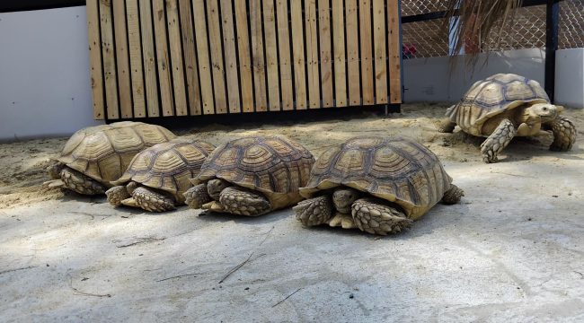 Sulcata Tortoise_เต่าซูคาต้า_004